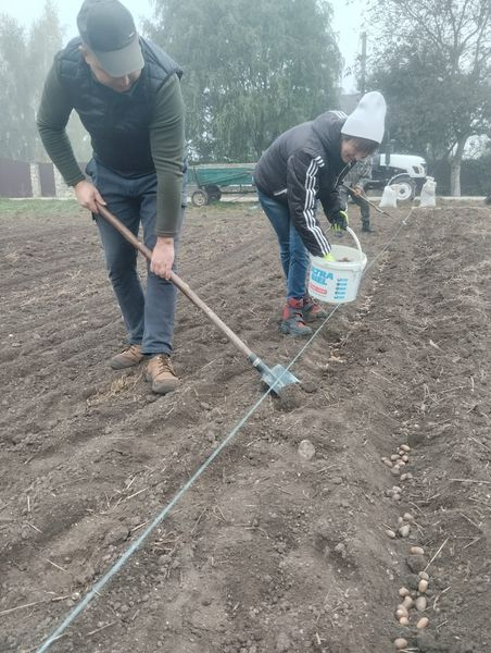 
На Тернопіллі заклали лісовий розсадник, де висіяно близько 600 кг жолудя дуба (фото)