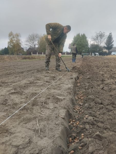 
На Тернопіллі заклали лісовий розсадник, де висіяно близько 600 кг жолудя дуба (фото)