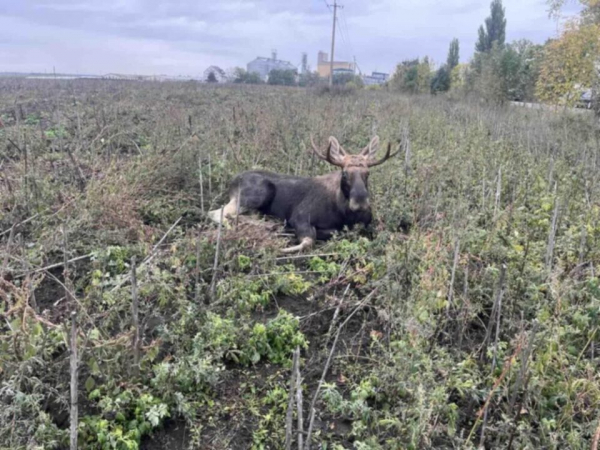 У Ланівцях збили лося – тварина сильно травмована. Фотофакт