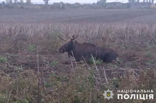 
На Тернопільщині водій автомобіля "Вольво" збив лося (фото)