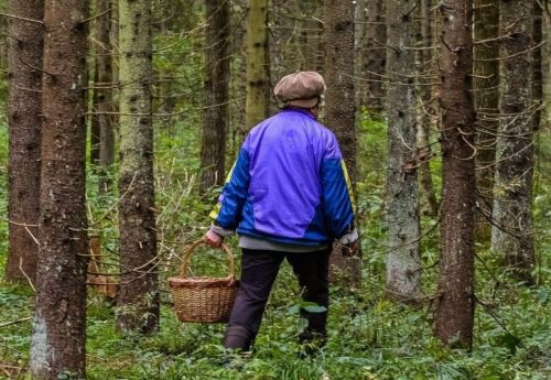 
У лісі на Тернопільщині зникли дві жінки: другий день тривають пошуки