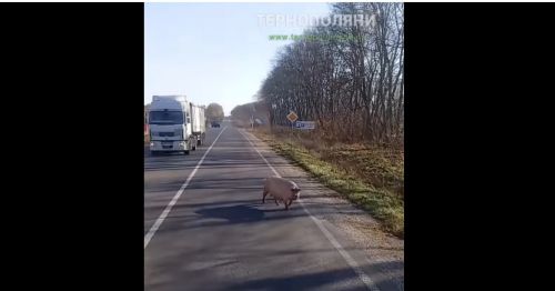 
Свиня влаштувала прогулянку посеред дороги на Тернопільщині (ВІДЕО)