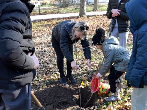 
Діти висадили 40 кленів у міському парку Шумська, якому майже 100 років (фото)