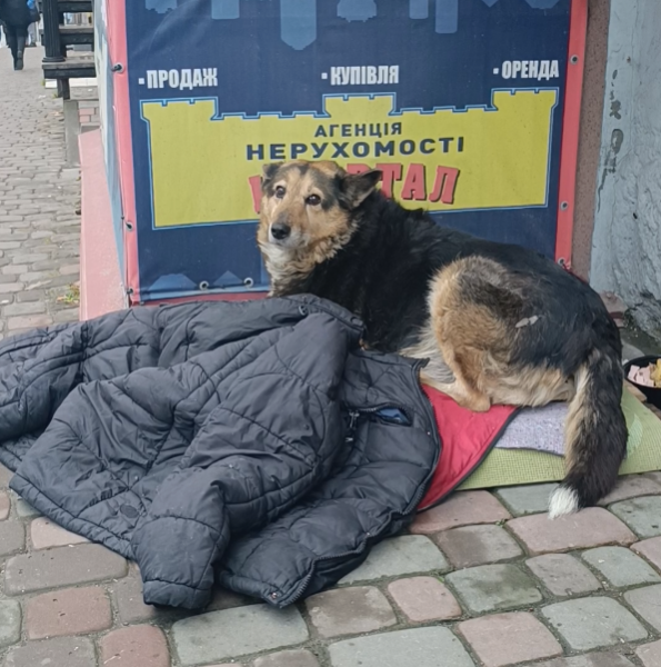 Роблять будиночки та залишають їжу з водою: як тернополяни піклуються про безпритульних тварин взимку