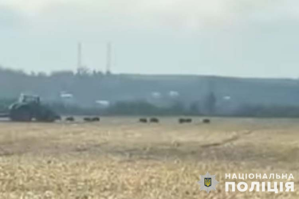 Розшукують чоловіків, які на полях Зборівщини знущались над стадом диких кабанів