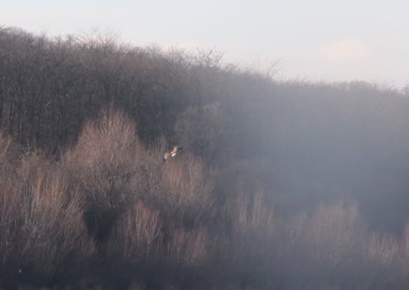 
На Дністрі вкотре виявили одного з найбільших хижих птахів Європи (фото)