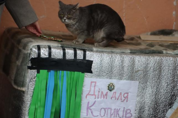 Роблять будиночки та залишають їжу з водою: як тернополяни піклуються про безпритульних тварин взимку