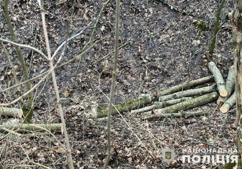 
Поліцейські Тернопільщини зловили на гарячому чоловіка, який незаконно вирубував дерева та запропонував їм взятку