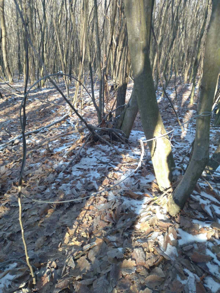 
У нацпарку Тернопільщини виявили браконьєрські пастки для вилову диких тварин