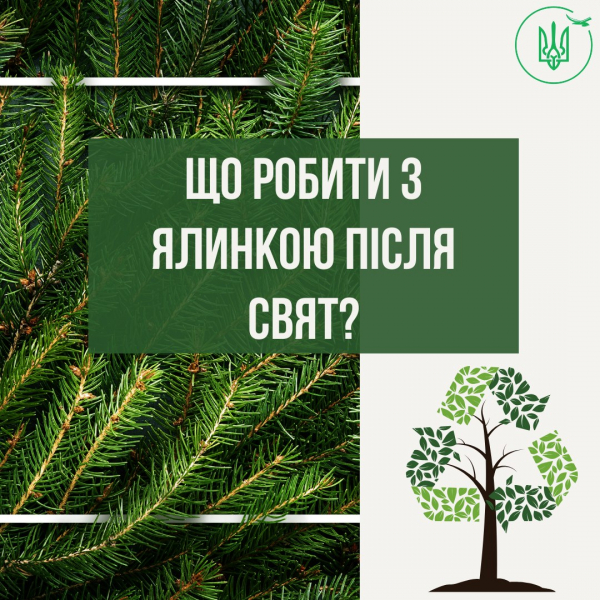 
В екоінспекції розповіли, що робити мешканцям Тернопільщини з ялинкою після свят 