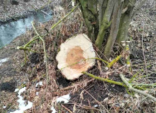 
У селі на Тернопільщині незаконно вирубали 10 дерев (фото)