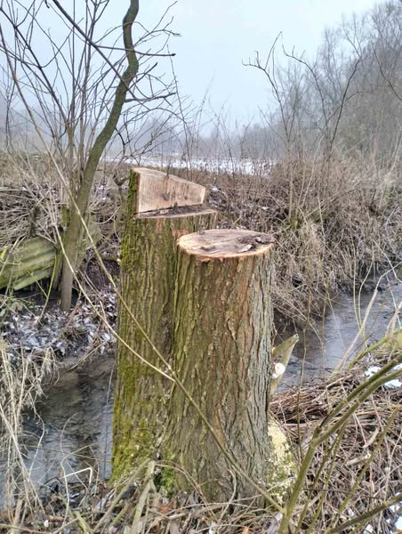 
У селі на Тернопільщині незаконно вирубали 10 дерев (фото)