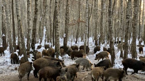 
Диких тварин зафіксувала фотопастка на Тернопільщині (відео)