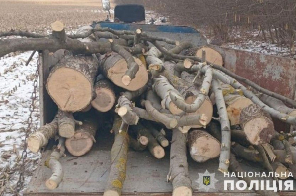 За 9 спиляних дерев серйозний термін за ґратами загрожує мешканцю Тернопільщини