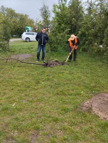 У Кременці закладають липову алею