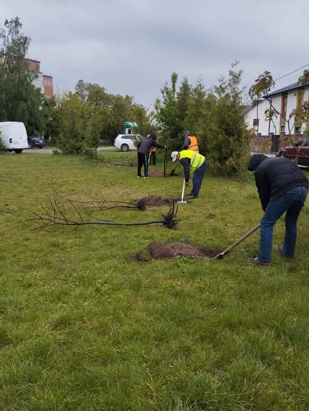 У Кременці закладають липову алею