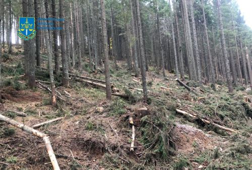 Через масштабну вирубку лісу в Карпатах довкіллю завдали збитків на понад 55 мільйонів гривень (фото)