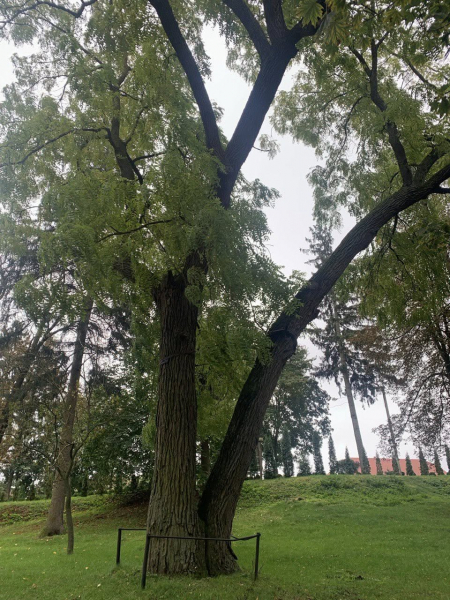 Найстаріший дуб у Шманьківчиках та чорний горіх у Збаражі: в Україні обирають дерево, яке змагатиметься в міжнародному конкурсі (ФОТО)