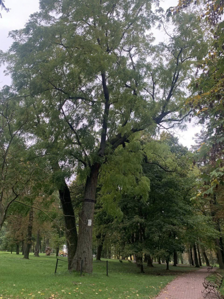 Найстаріший дуб у Шманьківчиках та чорний горіх у Збаражі: в Україні обирають дерево, яке змагатиметься в міжнародному конкурсі (ФОТО)