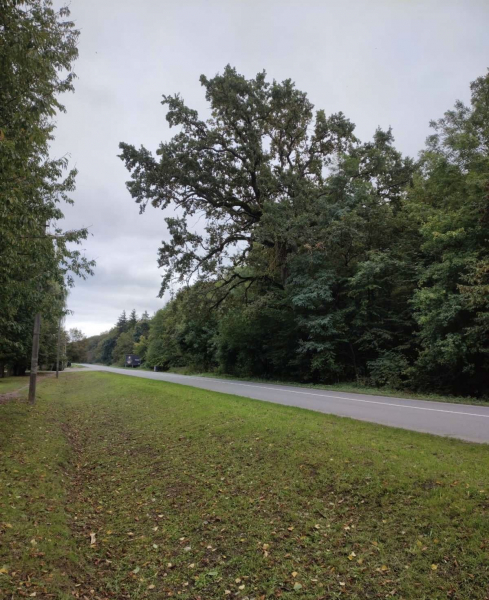 Найстаріший дуб у Шманьківчиках та чорний горіх у Збаражі: в Україні обирають дерево, яке змагатиметься в міжнародному конкурсі (ФОТО)