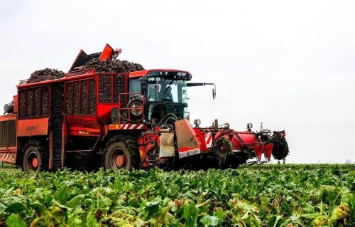 Аграрії Тернопільщини планують зібрати понад мільйон тонн цукрових буряків