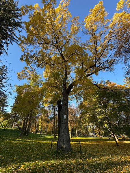 Найстаріший дуб у Шманьківчиках та чорний горіх у Збаражі: в Україні обирають дерево, яке змагатиметься в міжнародному конкурсі (ФОТО)