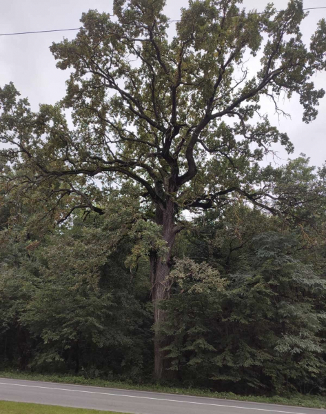 Найстаріший дуб у Шманьківчиках та чорний горіх у Збаражі: в Україні обирають дерево, яке змагатиметься в міжнародному конкурсі (ФОТО)