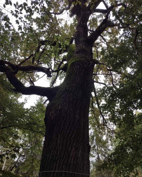 Найстаріший дуб у Шманьківчиках та чорний горіх у Збаражі: в Україні обирають дерево, яке змагатиметься в міжнародному конкурсі (ФОТО)