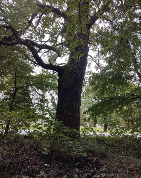 Найстаріший дуб у Шманьківчиках та чорний горіх у Збаражі: в Україні обирають дерево, яке змагатиметься в міжнародному конкурсі (ФОТО)