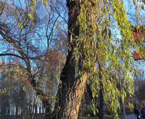 У парку "Сопільче" зріжуть аварійні дерева (фото)