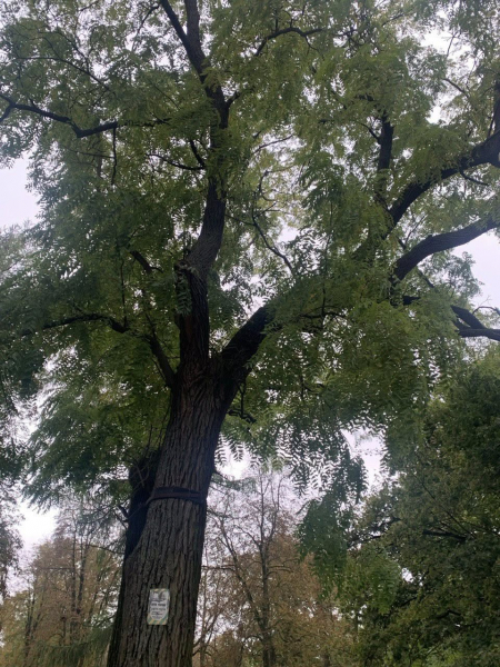 Найстаріший дуб у Шманьківчиках та чорний горіх у Збаражі: в Україні обирають дерево, яке змагатиметься в міжнародному конкурсі (ФОТО)