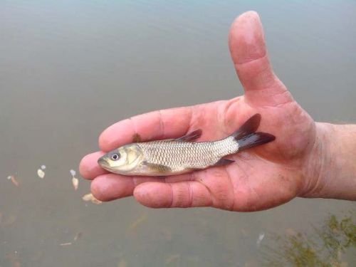 Тернопільське озеро зарибнили 300 кілограмами малька (відео)