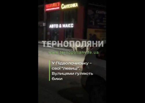 У Підволочиську – свої «левиці»: незвична прогулянка містом (ВІДЕО)