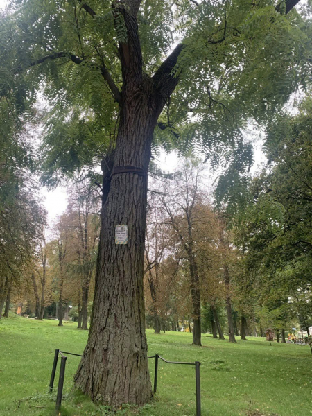 Найстаріший дуб у Шманьківчиках та чорний горіх у Збаражі: в Україні обирають дерево, яке змагатиметься в міжнародному конкурсі (ФОТО)