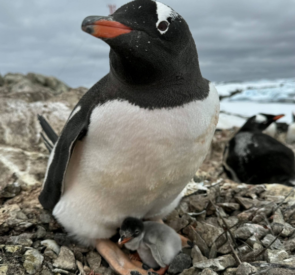 Цими вихідними поблизу «Вернадського» народилося перше пінгвінятко (фото)
