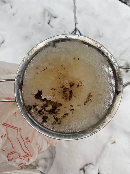 У Кременці створили першу в Україні лабораторію для дослідження ентомофауни ксилотрофних грибів (фото)