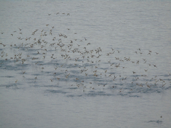 На схилах Дністровського каньйону розпочали зимовий облік птахів та зафіксували рідкісний вид