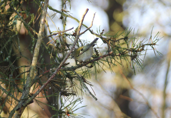На схилах Дністровського каньйону розпочали зимовий облік птахів та зафіксували рідкісний вид