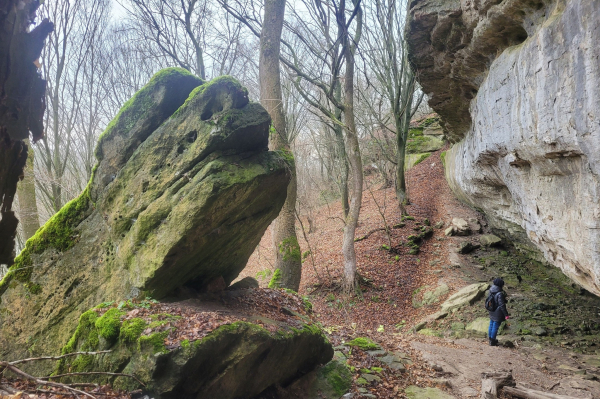 На схилах Дністровського каньйону розпочали зимовий облік птахів та зафіксували рідкісний вид