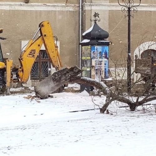У Бережанах стару магнолію вирішили замінити (фото)