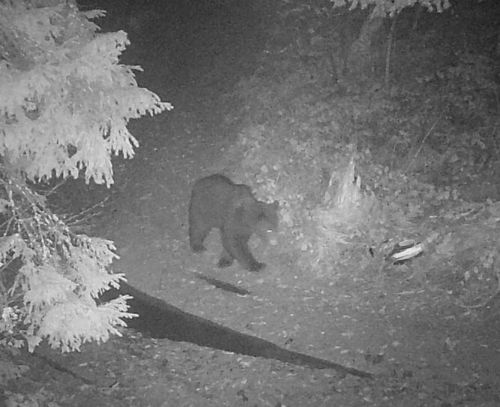 У Карпатах фотопастка зафіксувала рідкісного ведмедя-хижака (фото)