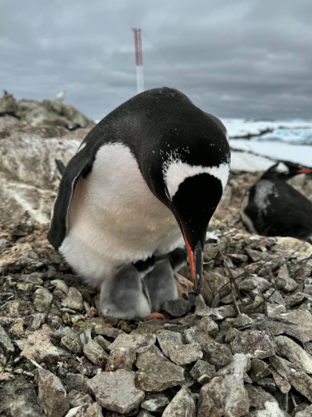 Цими вихідними поблизу «Вернадського» народилося перше пінгвінятко (фото)