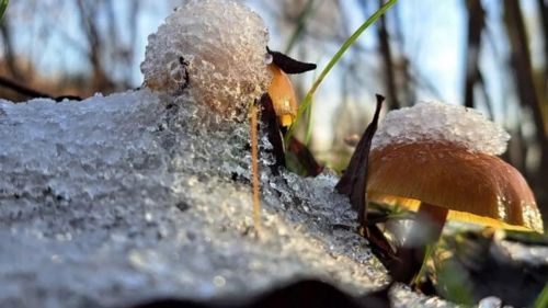 Від 3 морозу до 7 тепла прогнозують на Тернопільщині у найближчі дні