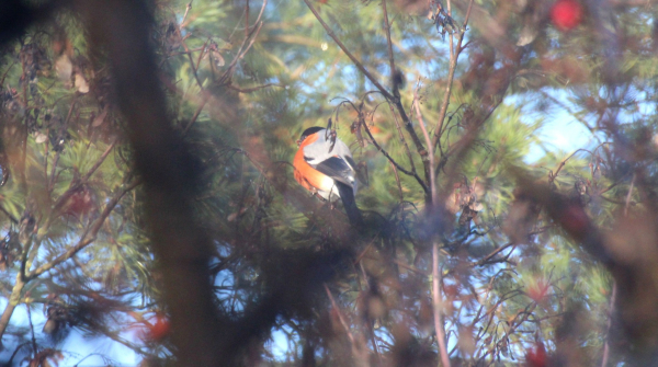 На схилах Дністровського каньйону розпочали зимовий облік птахів та зафіксували рідкісний вид