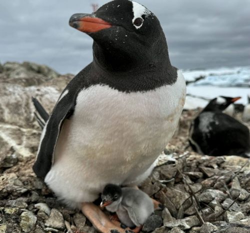 Цими вихідними поблизу «Вернадського» народилося перше пінгвінятко (фото)