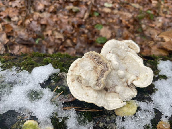 У Кременці створили першу в Україні лабораторію для дослідження ентомофауни ксилотрофних грибів (фото)