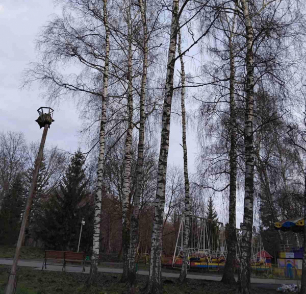У парку Тернополя зріжуть берези (фото)