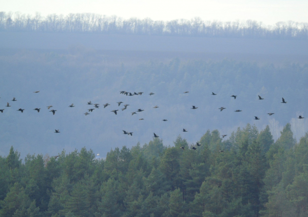 На схилах Дністровського каньйону розпочали зимовий облік птахів та зафіксували рідкісний вид