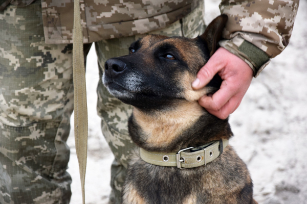 Кінолог за покликанням: історія прикордонника з Кременеччини Назара та його бельгійської вівчарки Мамби (фото)