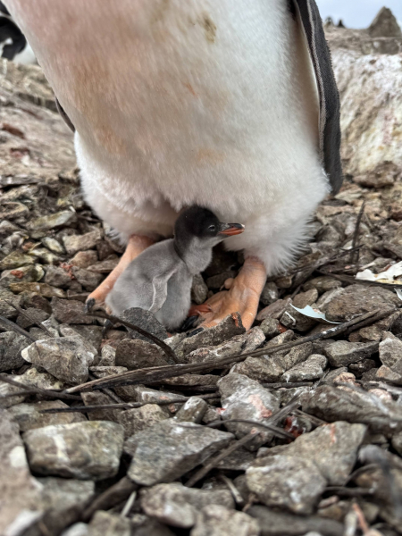 Цими вихідними поблизу «Вернадського» народилося перше пінгвінятко (фото)